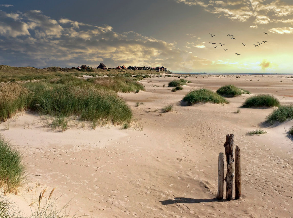 Amrum