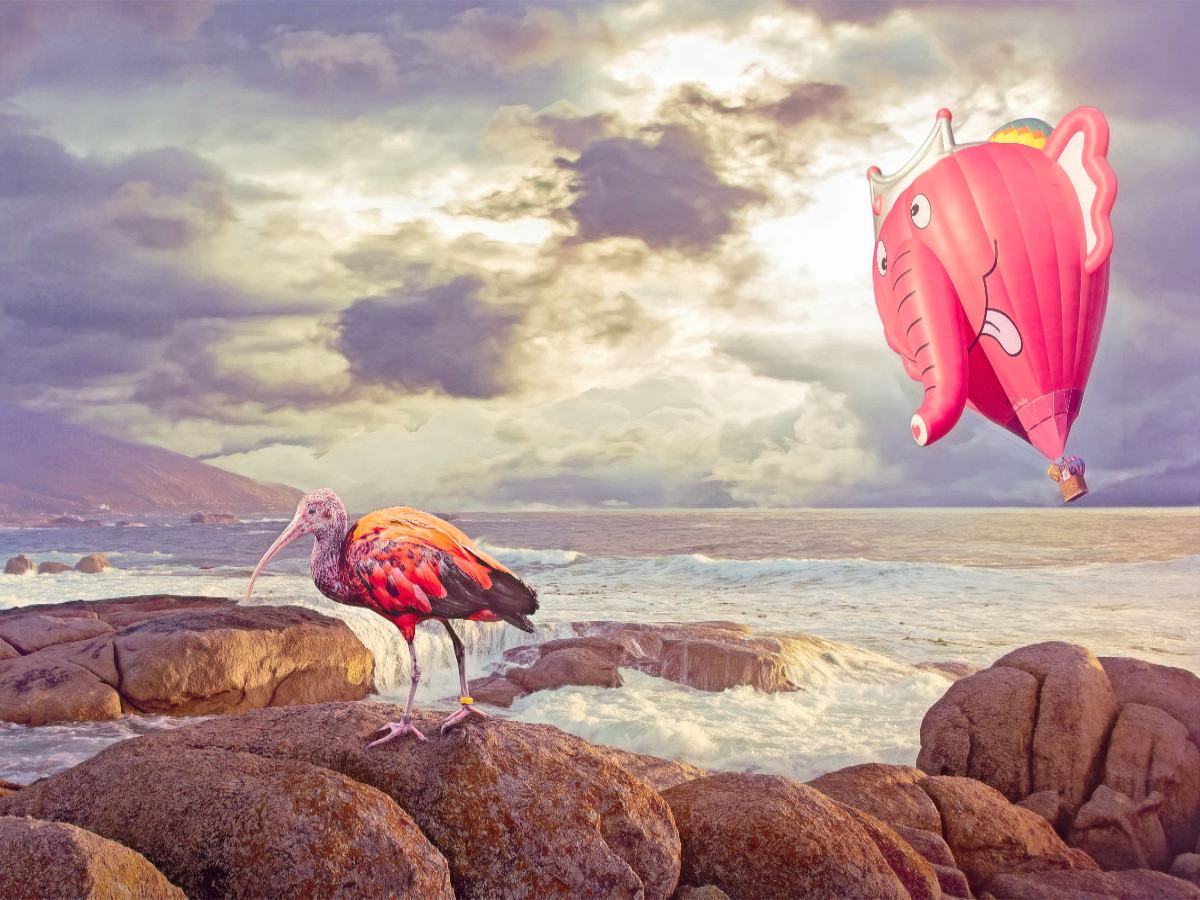 Heißluftballon und Ibis