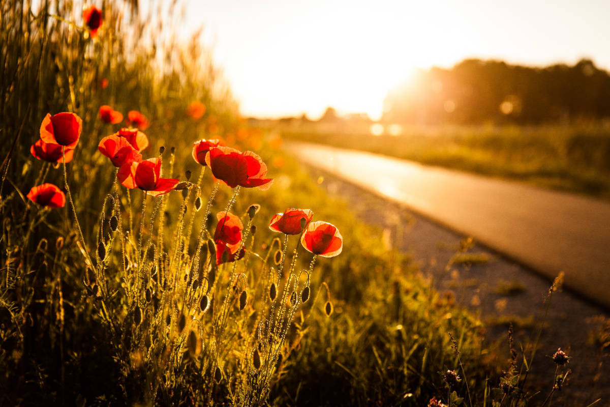 Mohnblumen am Radweg zwischen Heßdorf und Großenseebach