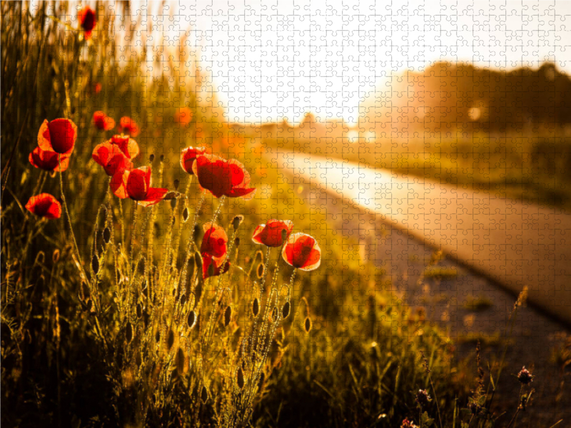 Mohnblumen am Radweg zwischen Heßdorf und Großenseebach