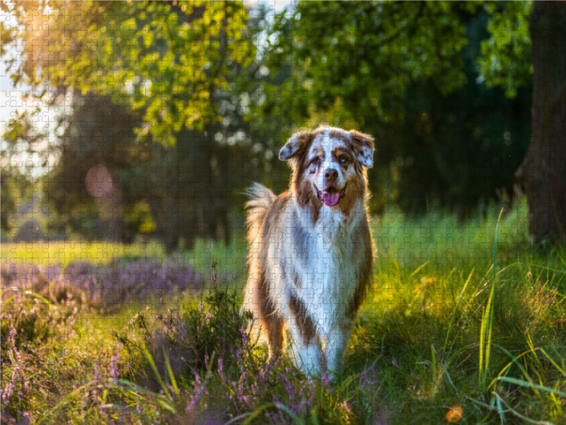 In der Heide...