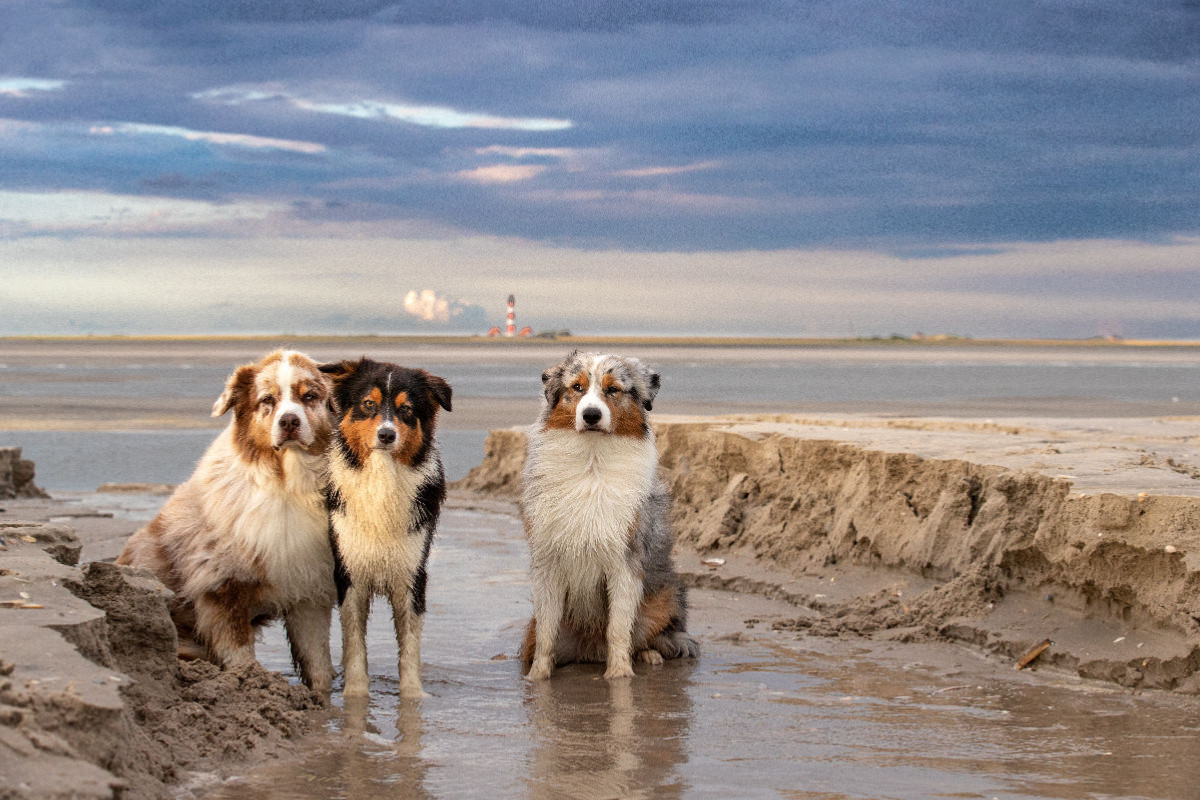 Ein Motiv aus dem Kalender Australian Shepherd 2022