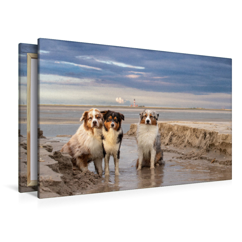 Ein Motiv aus dem Kalender Australian Shepherd 2022