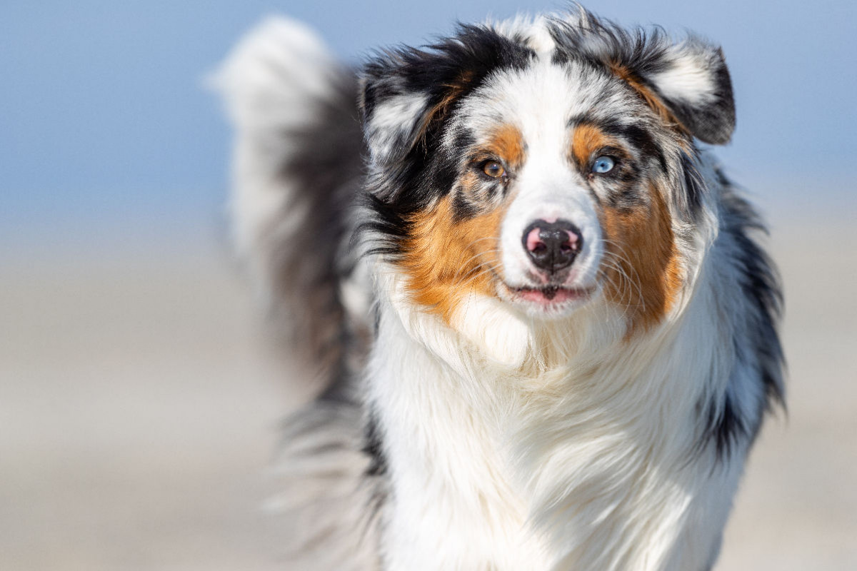 Blue merle im Portrait