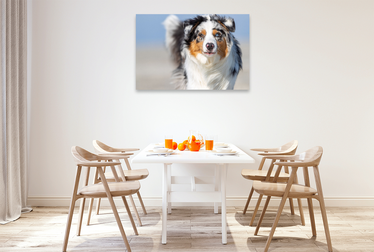 Blue merle im Portrait