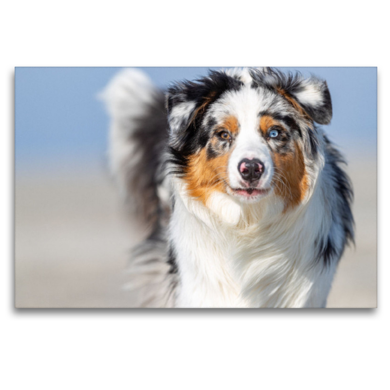 Blue merle im Portrait