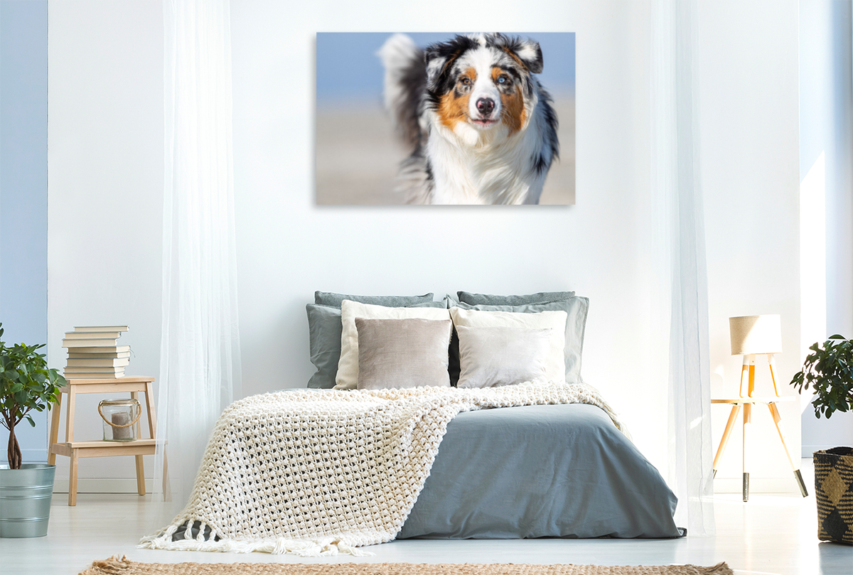 Blue merle im Portrait