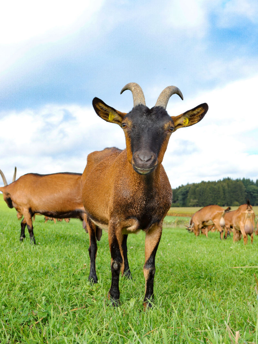 Bunte deutsche Edelziegen, liebenswerte Sturköpfe