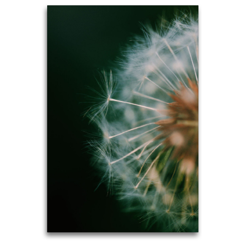 Pusteblume