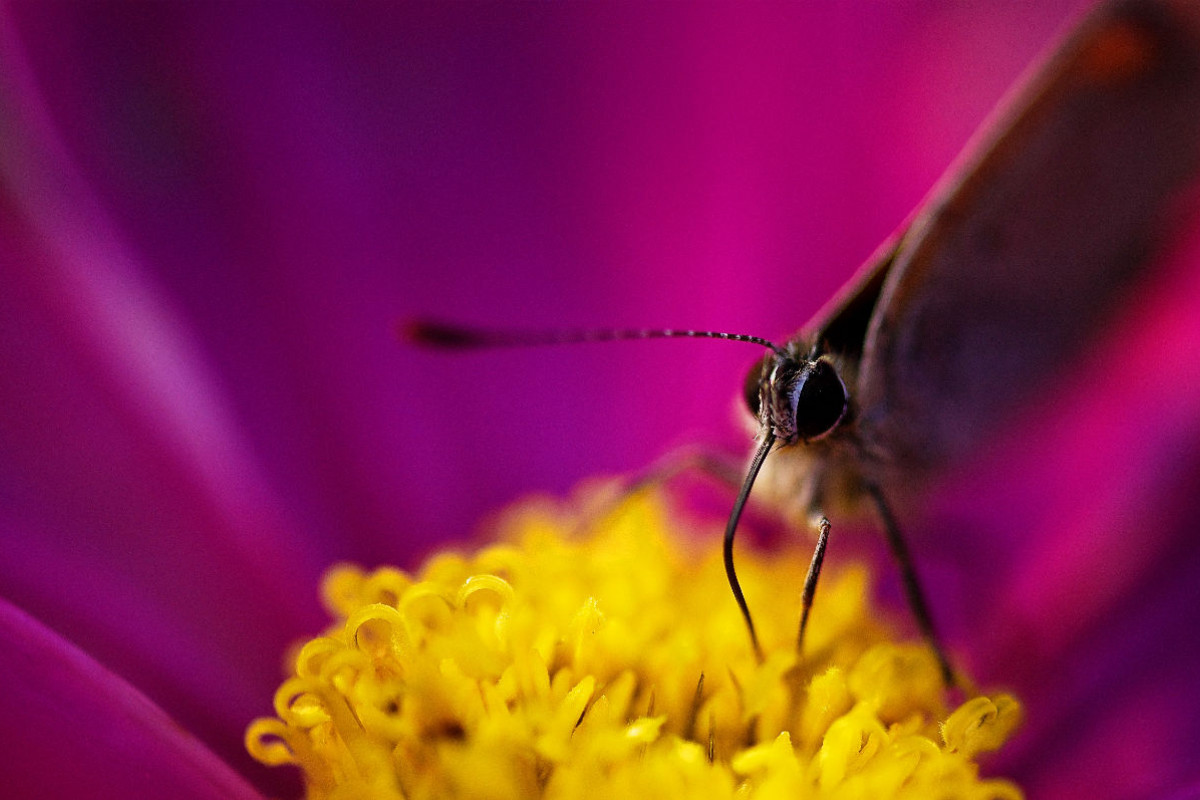 Schmetterling in Blüte