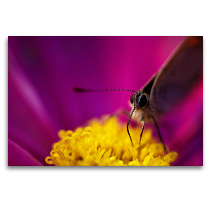 Schmetterling in Blüte