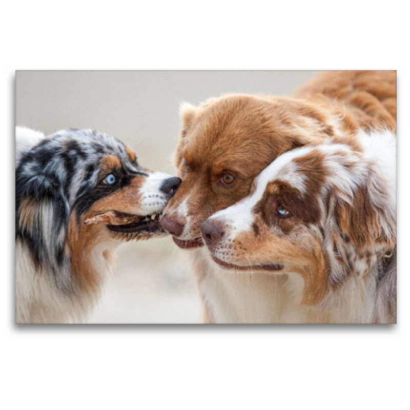 Ein Motiv aus dem Kalender Australian Shepherd 2022