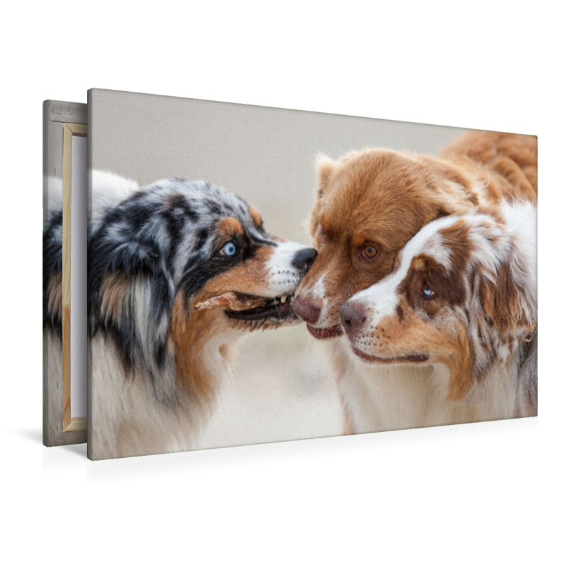 Ein Motiv aus dem Kalender Australian Shepherd 2022