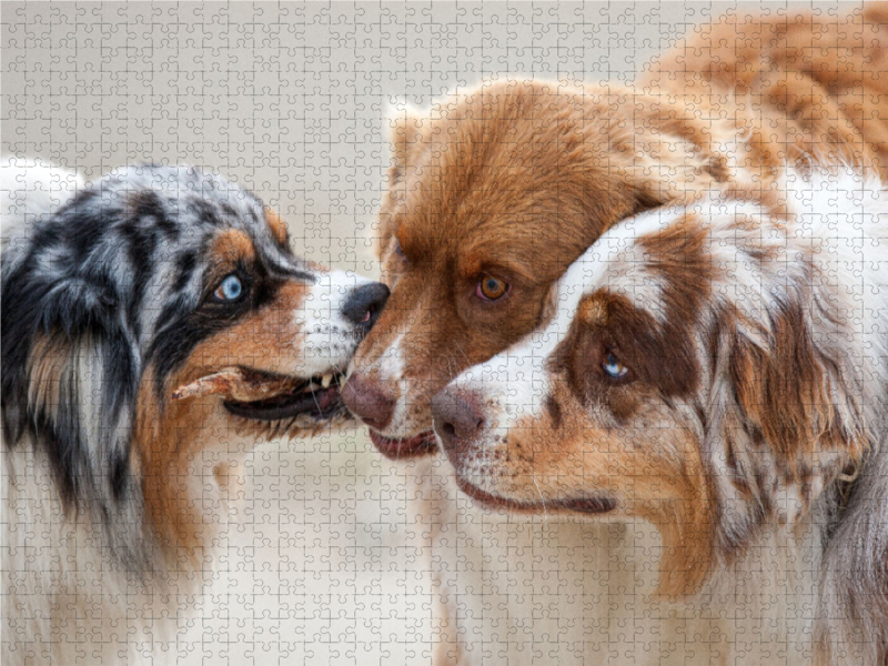 Ein Motiv aus dem Kalender Australian Shepherd 2022