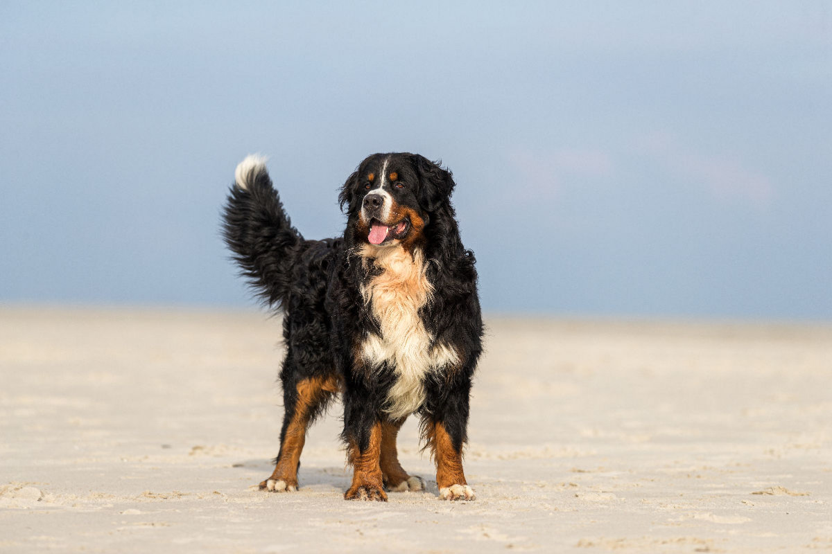 Ein Motiv aus dem Kalender Liebling BERNER SENNENHUND