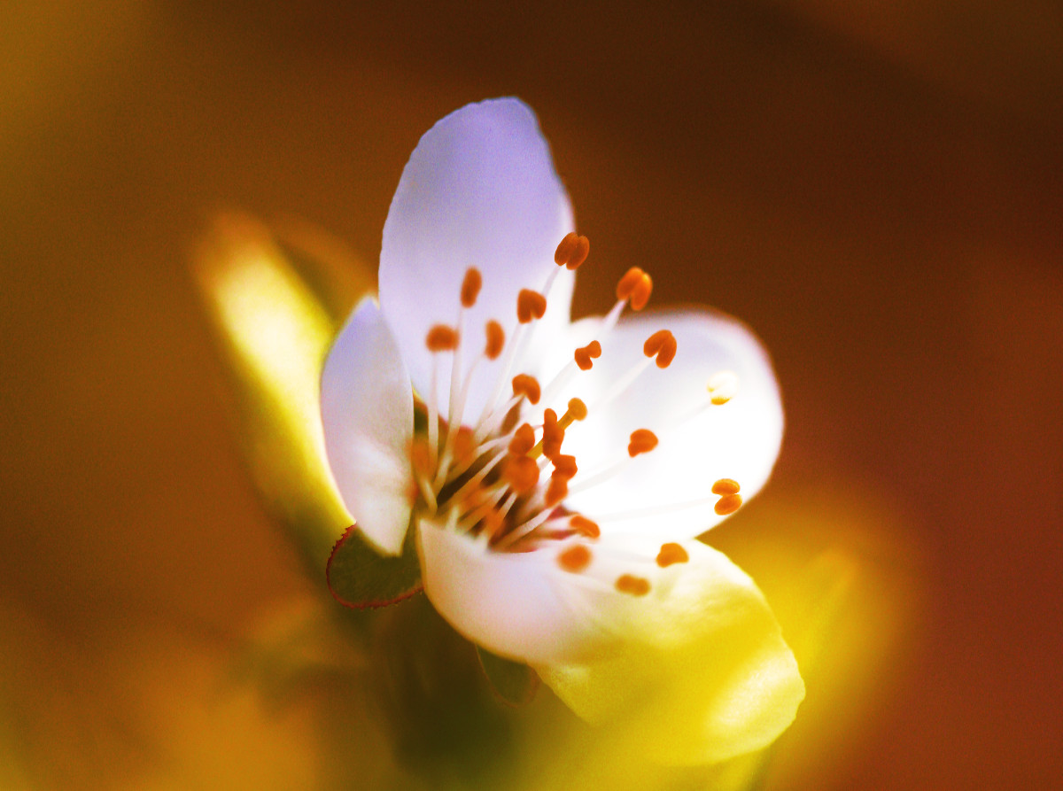 Obstblüte