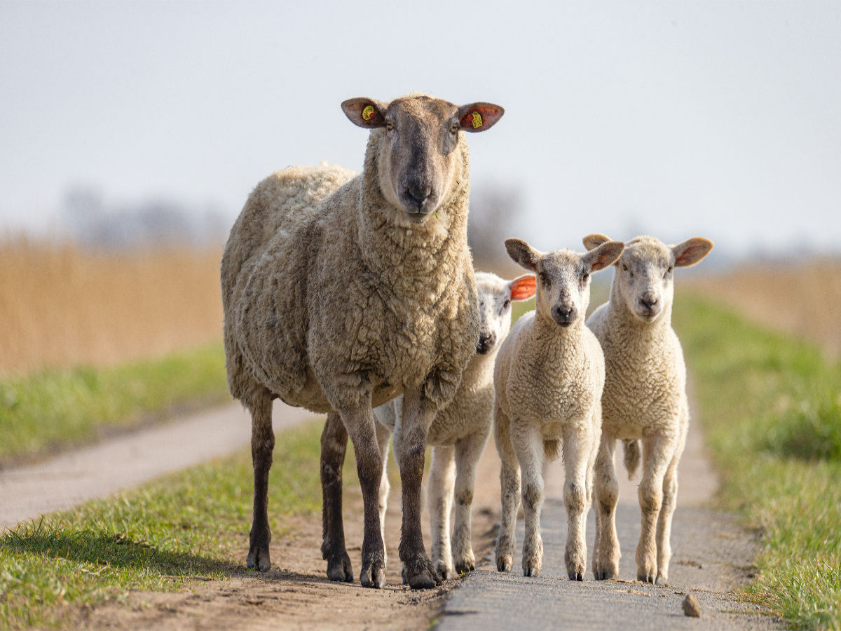 Überall sind jetzt die süßen Lämmer auf den Weiden