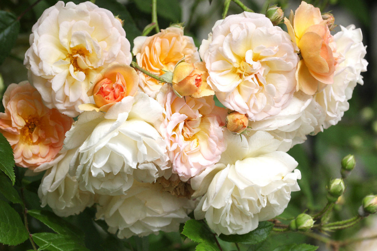 Rose 'Ghislaine de Feligonde'