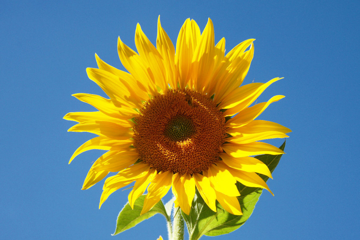 Sonnenblume vor blauem Himmel