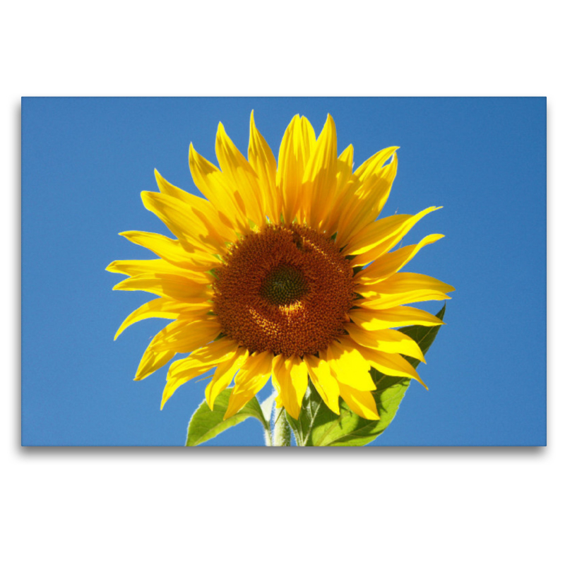 Sonnenblume vor blauem Himmel