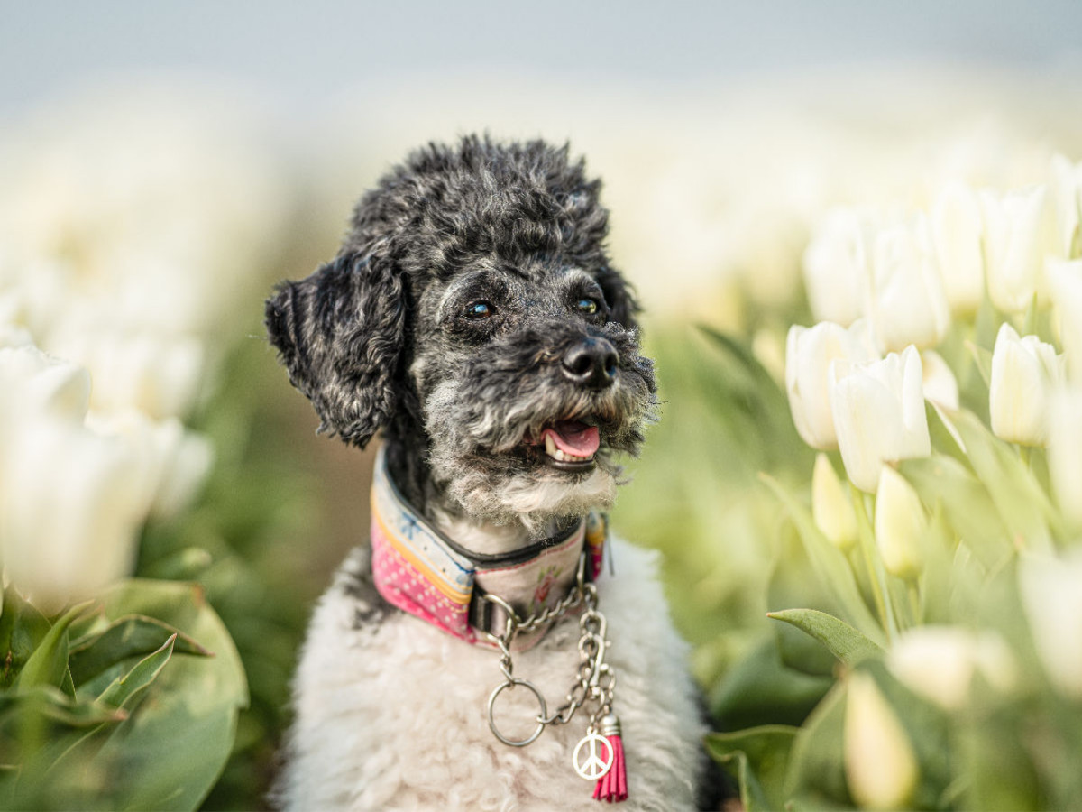 Zwergpudel im Tulpenfeld