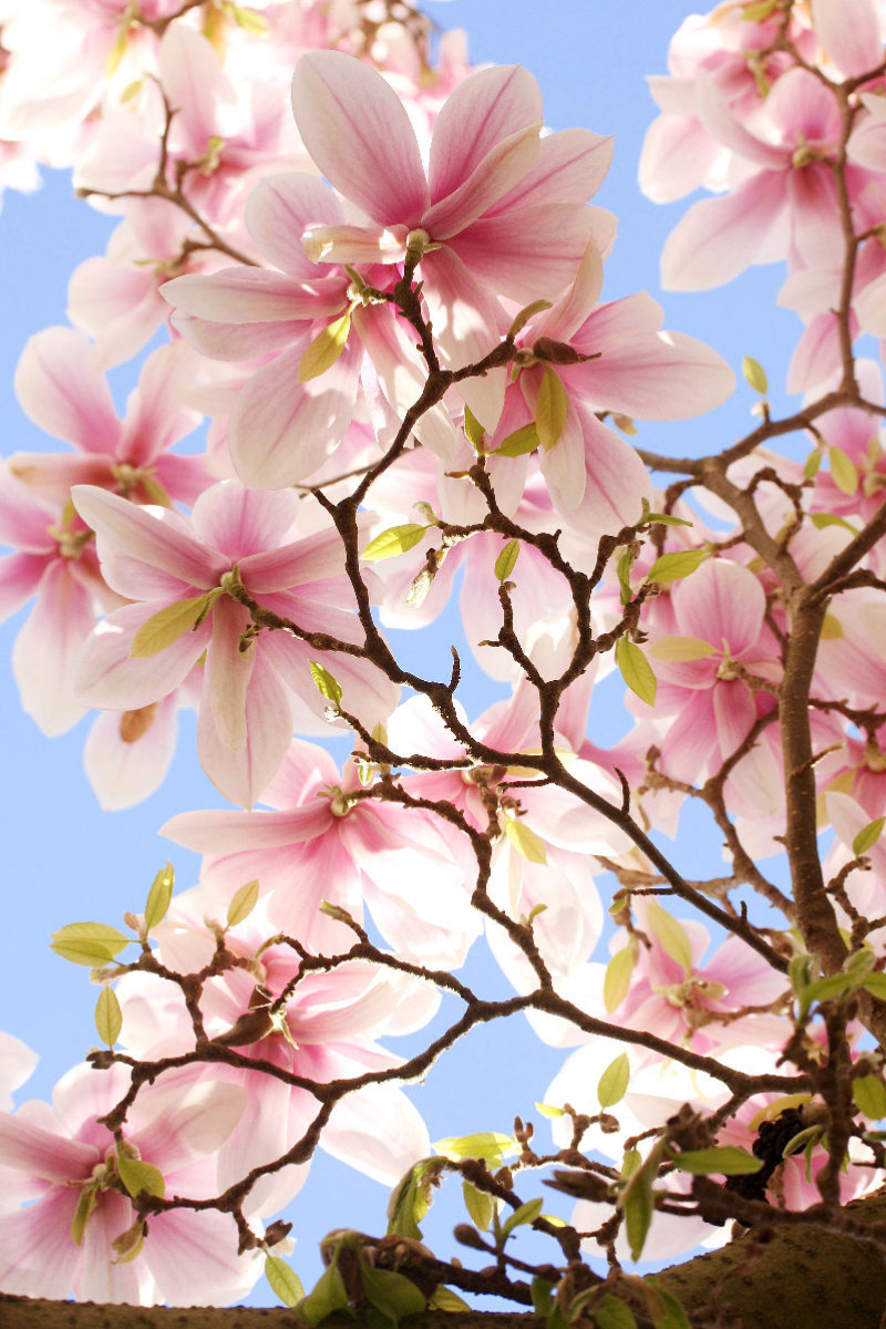 Magnolien vor blauem Himmel