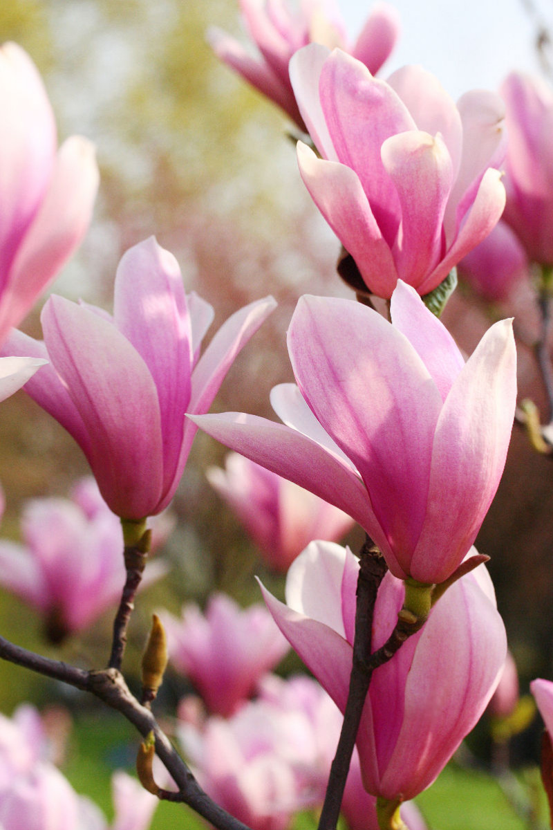 Pinke Magnolie