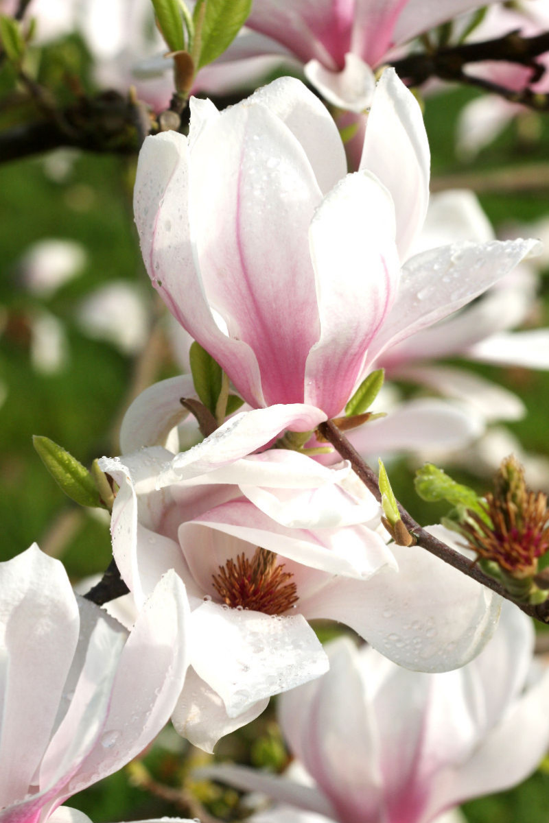 Magnolienblüten mit Tropfen