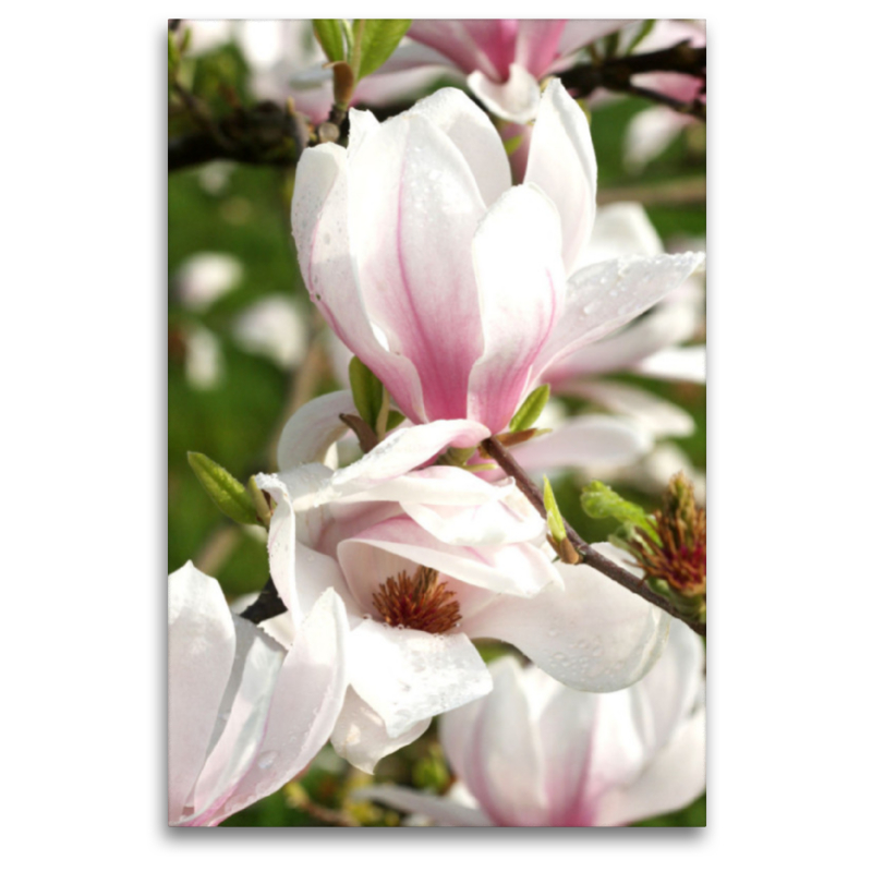 Magnolienblüten mit Tropfen