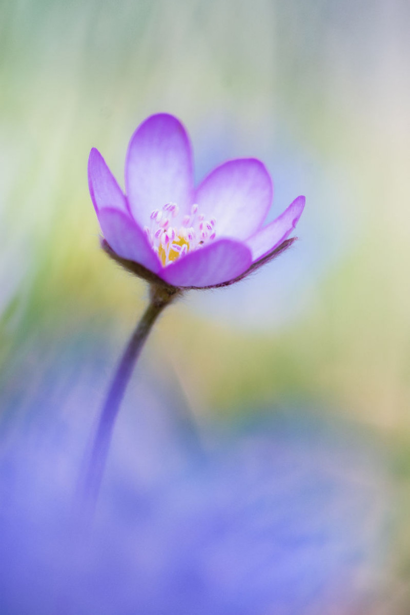 Hepatica nobilis - Leberblümchen