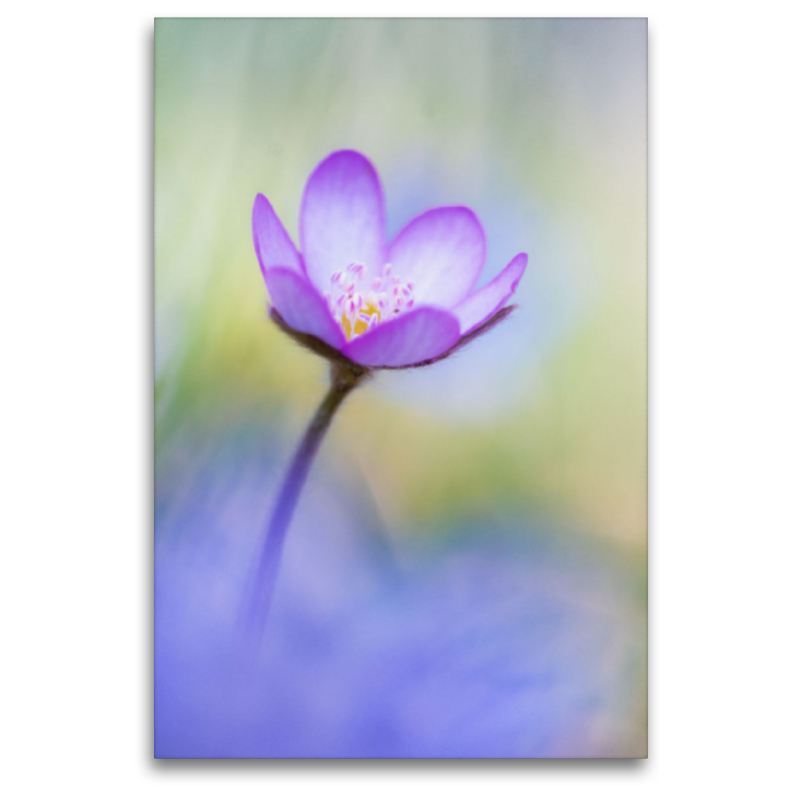 Hepatica nobilis - Leberblümchen