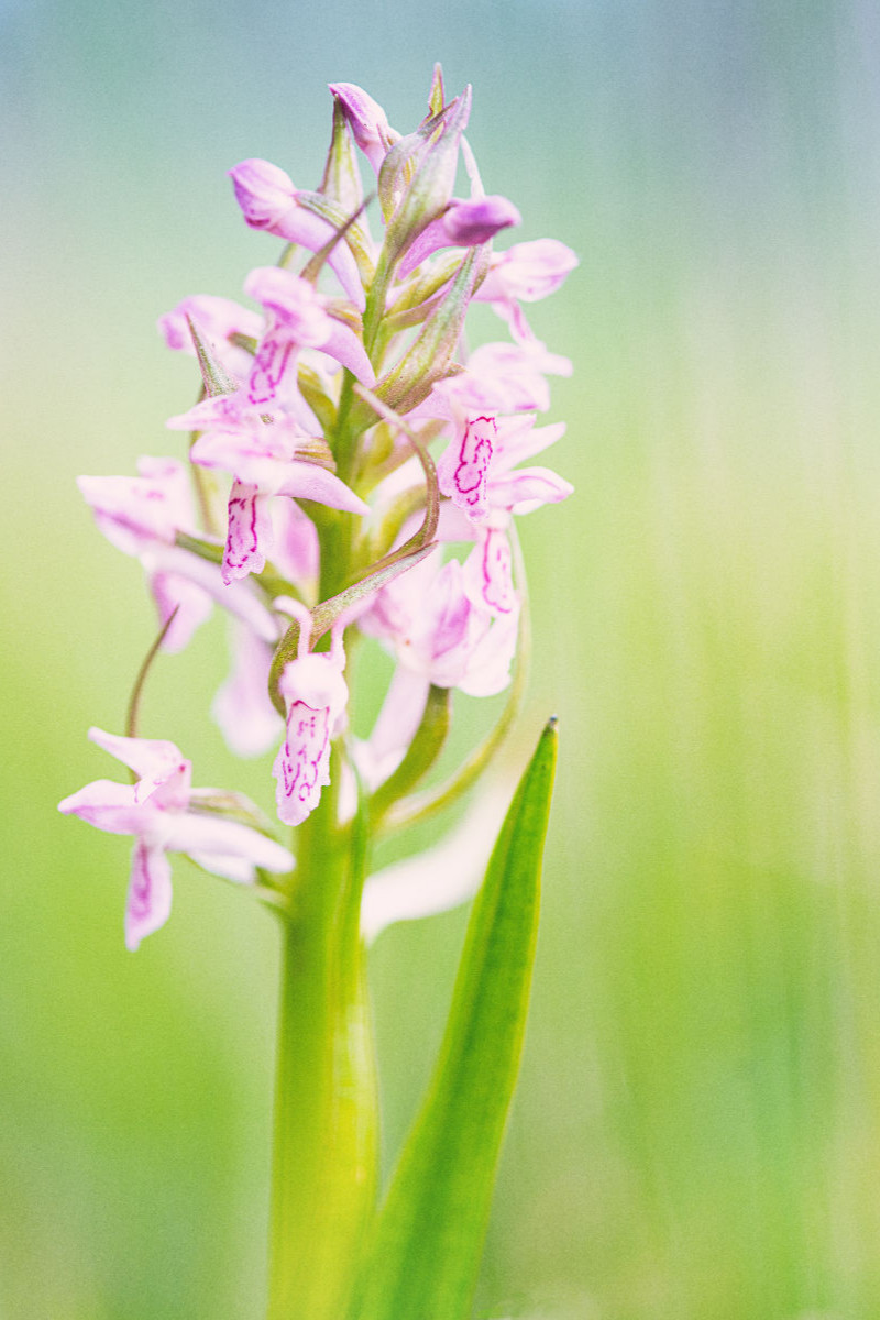 Dactylorhiza fuchsii - Fuchs' Knabenkraut