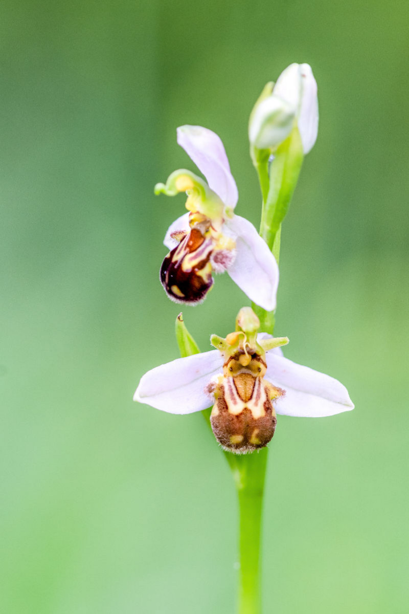 Ophrys apifera - Bienen-Ragwurz