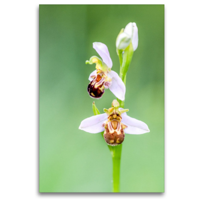 Ophrys apifera - Bienen-Ragwurz