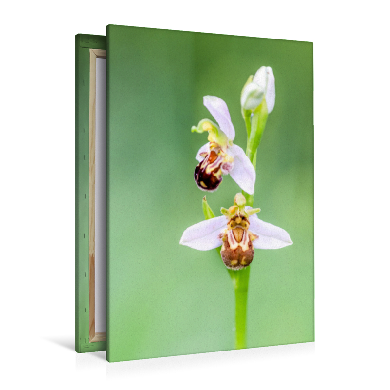 Ophrys apifera - Bienen-Ragwurz