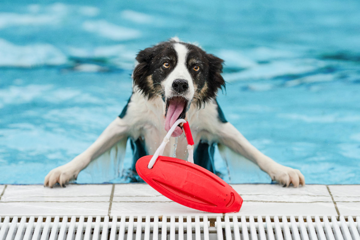 Ein Motiv aus dem Kalender Gut geplant - mit Hunden durch´s Jahr