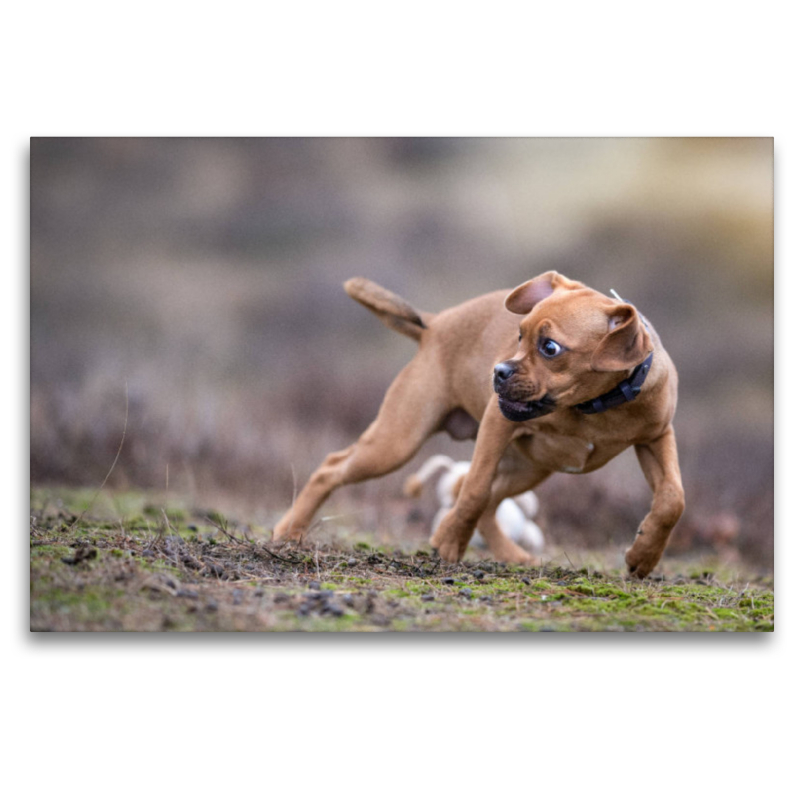 Ein Motiv aus dem Kalender Gut geplant - mit Hunden durch´s Jahr