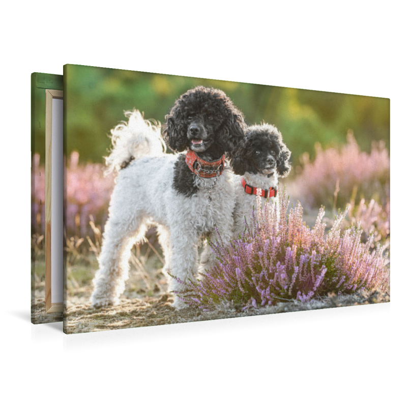 Ein Motiv aus dem Kalender Gut geplant - mit Hunden durch´s Jahr