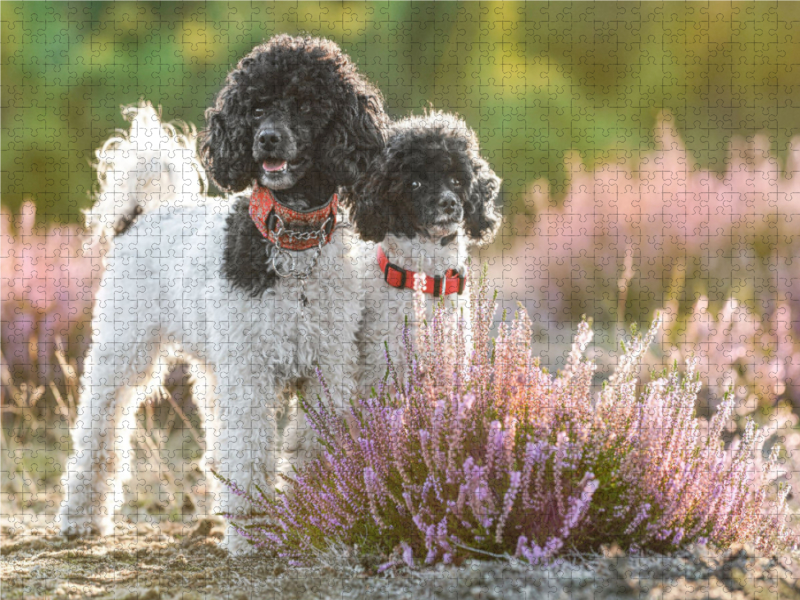 Ein Motiv aus dem Kalender Gut geplant - mit Hunden durch´s Jahr