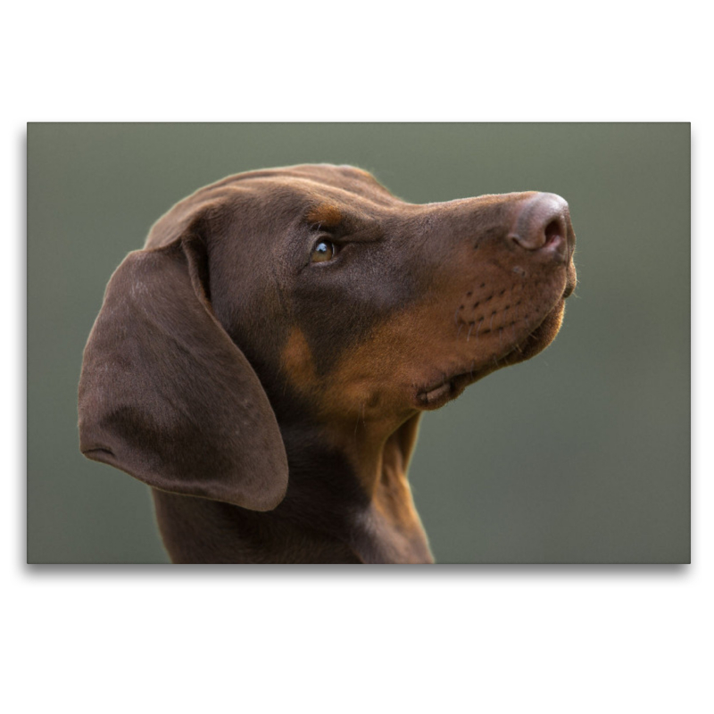 Dobermann im Portrait