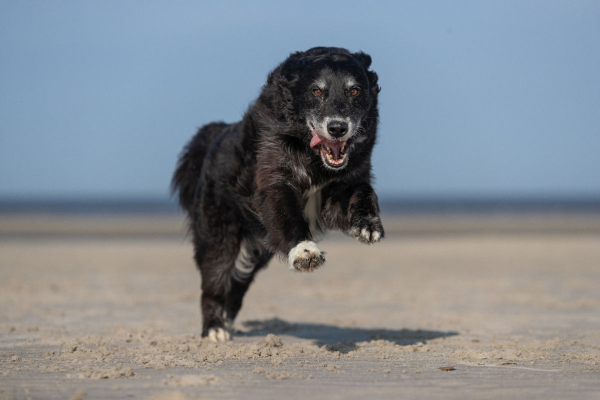 Mischling am Strand