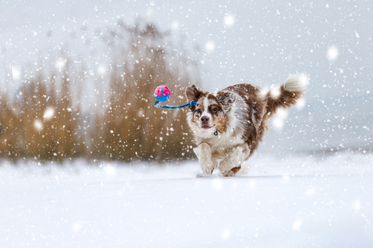 Australian Shepherd im Schnee