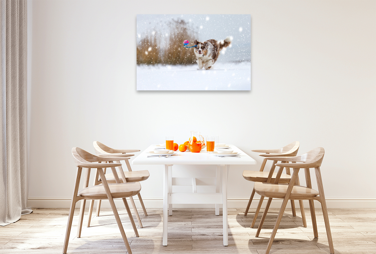 Australian Shepherd im Schnee