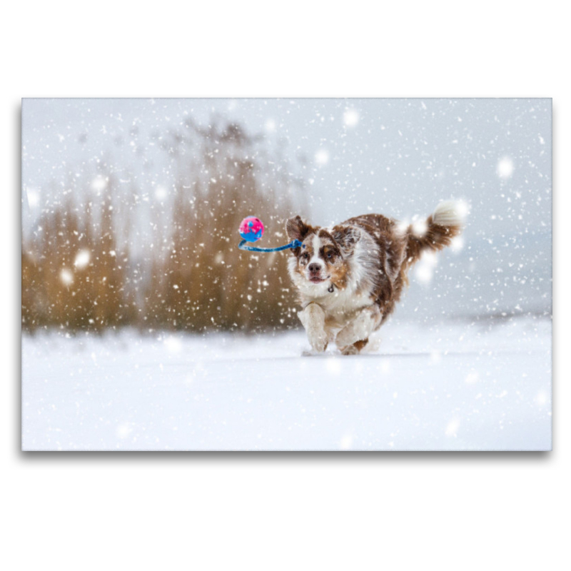 Australian Shepherd im Schnee