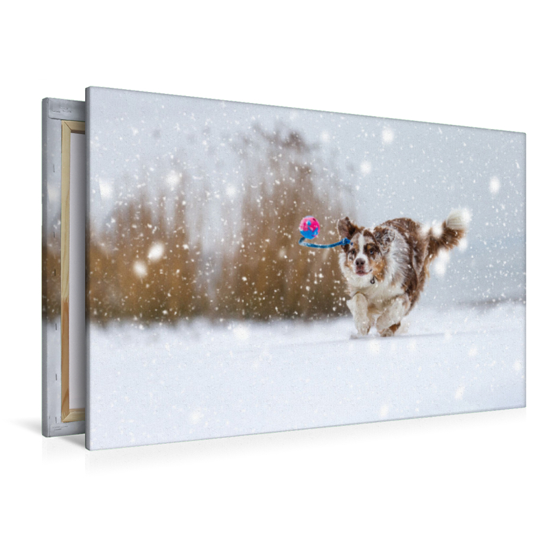 Australian Shepherd im Schnee