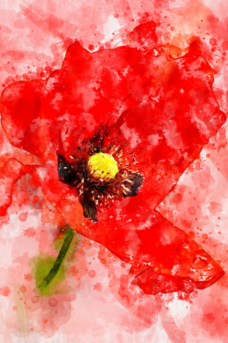 Aquarell einer Blüte vom Klatschmohn