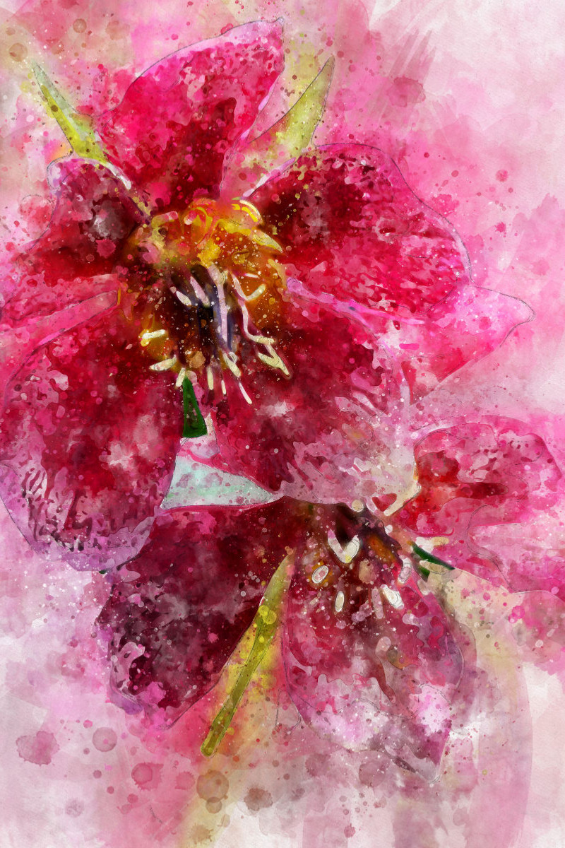 Aquarell einer roten Christrose