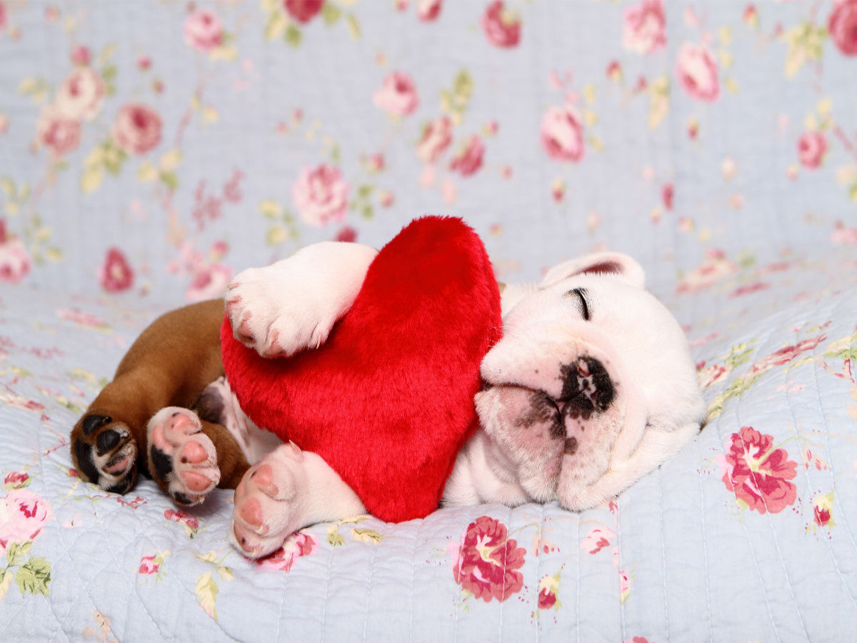 Englische Bulldogge Welpe / English Bulldog Puppy