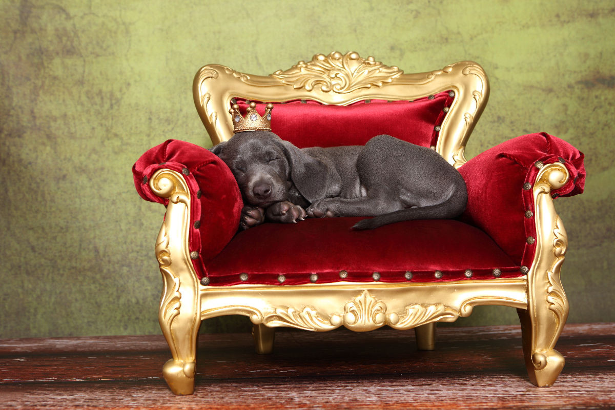 Weimaraner Welpe / Weimaraner Puppy