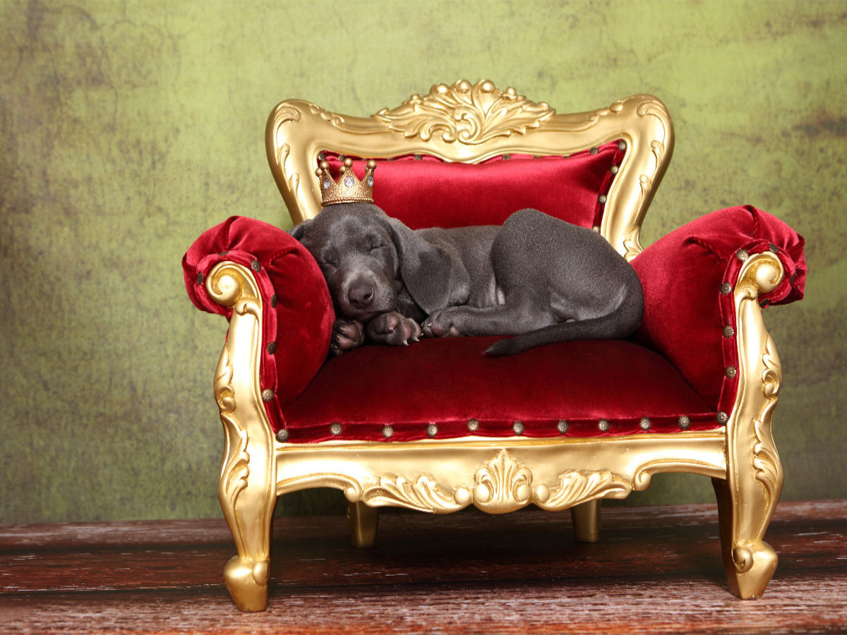 Weimaraner Welpe / Weimaraner Puppy